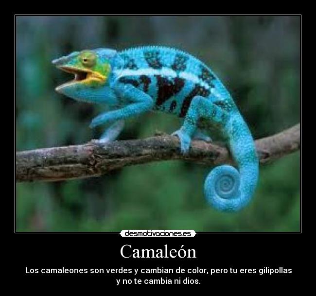 Camaleón - Los camaleones son verdes y cambian de color, pero tu eres gilipollas
y no te cambia ni dios.