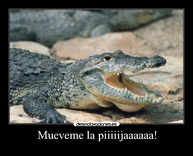 Mueveme la piiiiijaaaaaa! - 