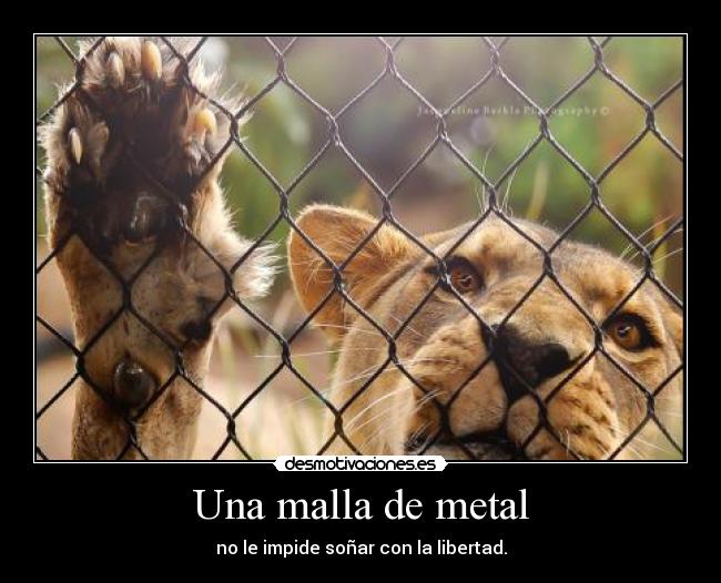 Una malla de metal - 