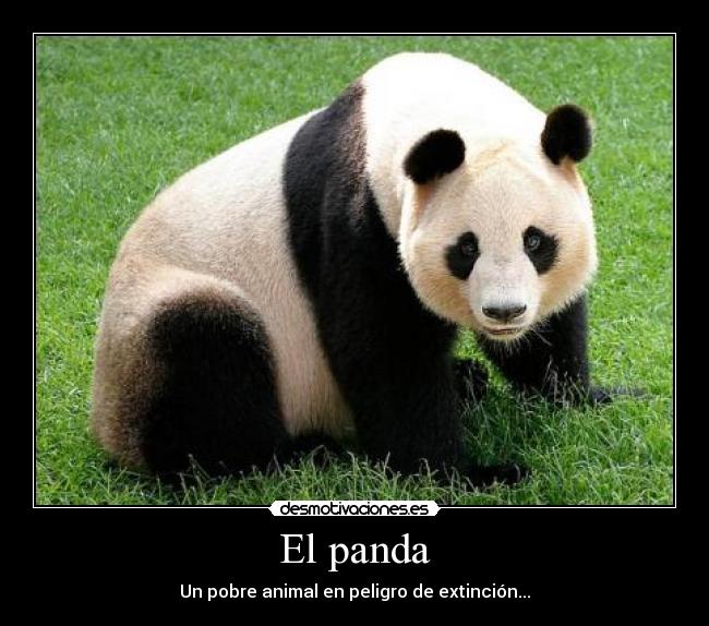 El panda -
