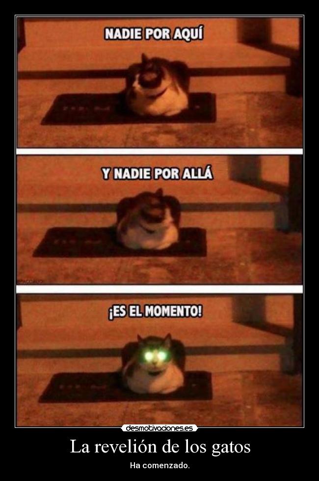 La revelión de los gatos - Ha comenzado.