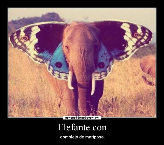 Elefante con - complejo de mariposa.