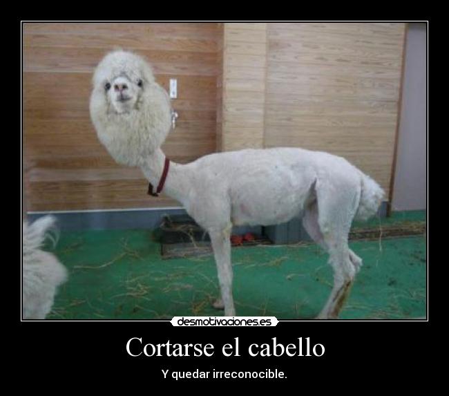 carteles corte cabello desmotivaciones