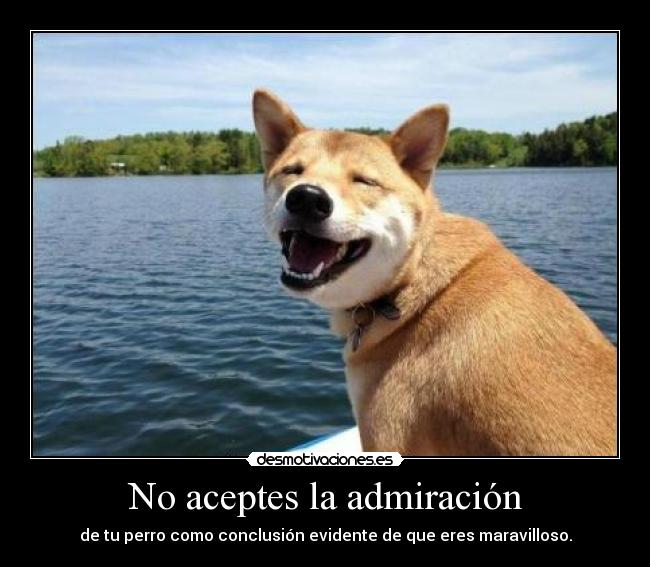 No aceptes la admiración - de tu perro como conclusión evidente de que eres maravilloso.