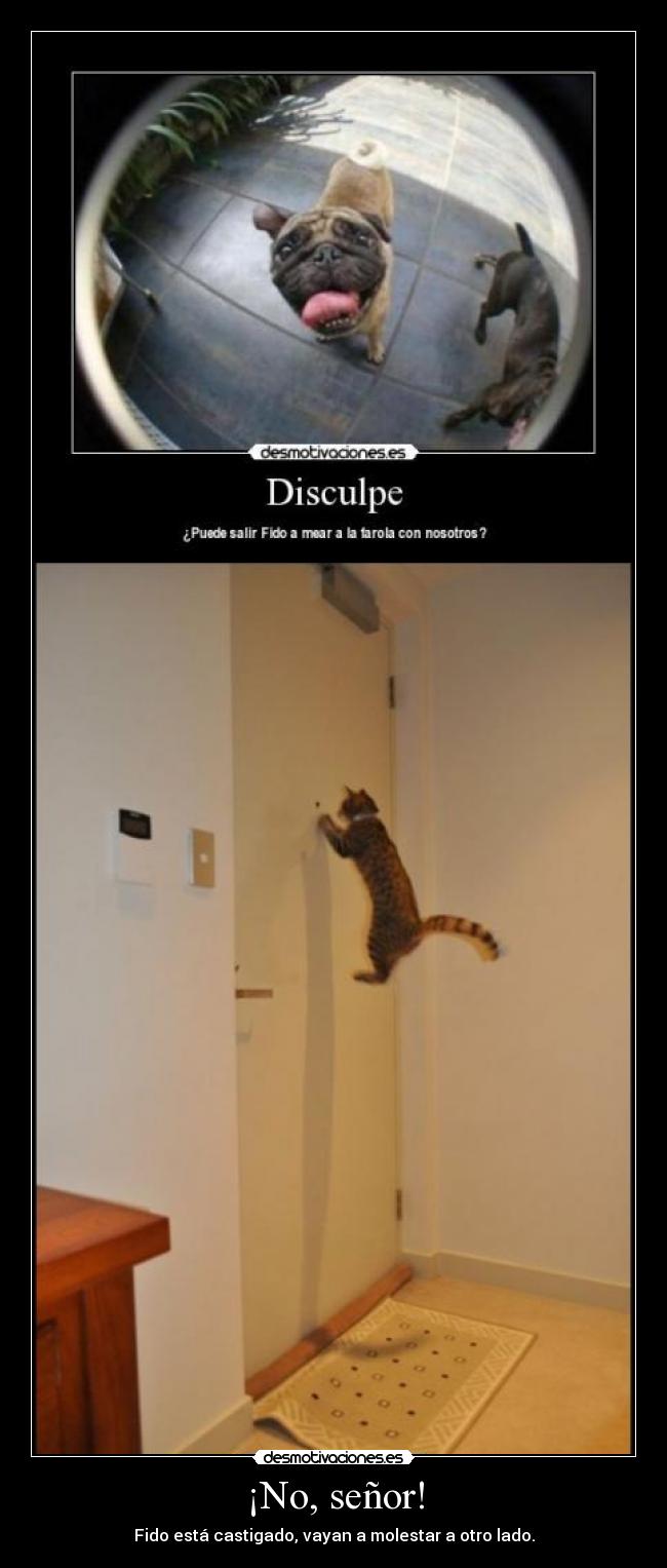 ¡No, señor! - Fido está castigado, vayan a molestar a otro lado.