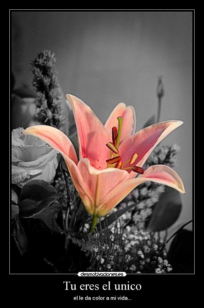 Tu eres el unico - el le da color a mi vida...