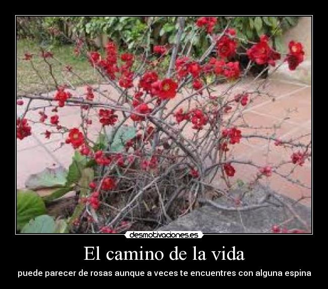 El camino de la vida -