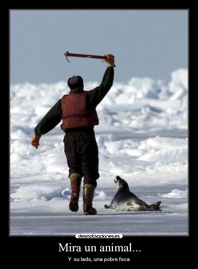 Mira un animal... -