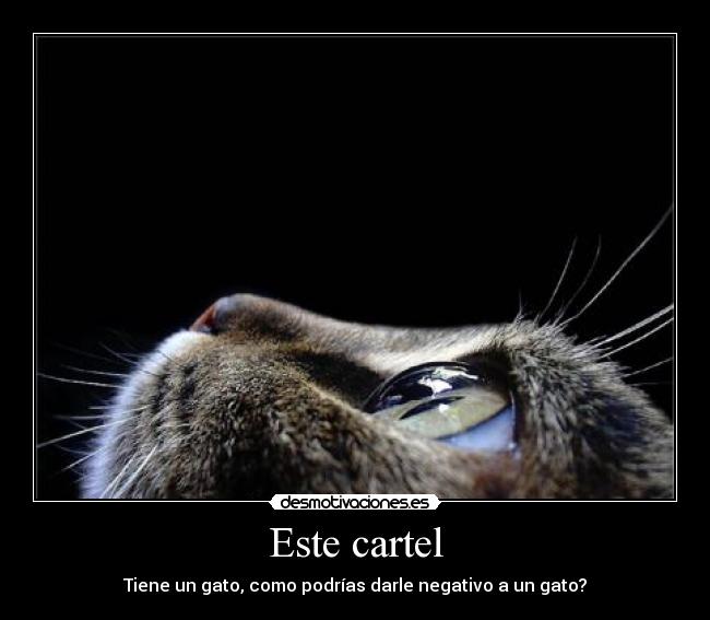 carteles gatosgatituu gatote picale verde por gatito desmotivaciones