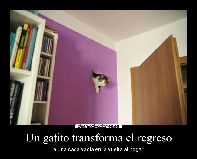 Un gatito transforma el regreso - a una casa vacía en la vuelta al hogar.