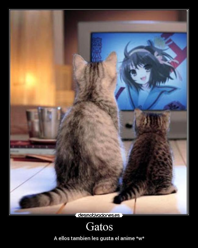 Gatos - A ellos tambien les gusta el anime *w*