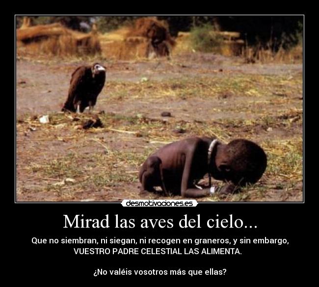 Mirad las aves del cielo... - 