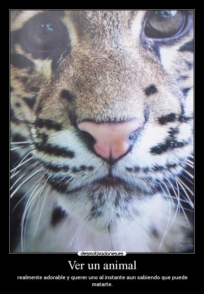 Ver un animal - realmente adorable y querer uno al instante aun sabiendo que puede matarte.