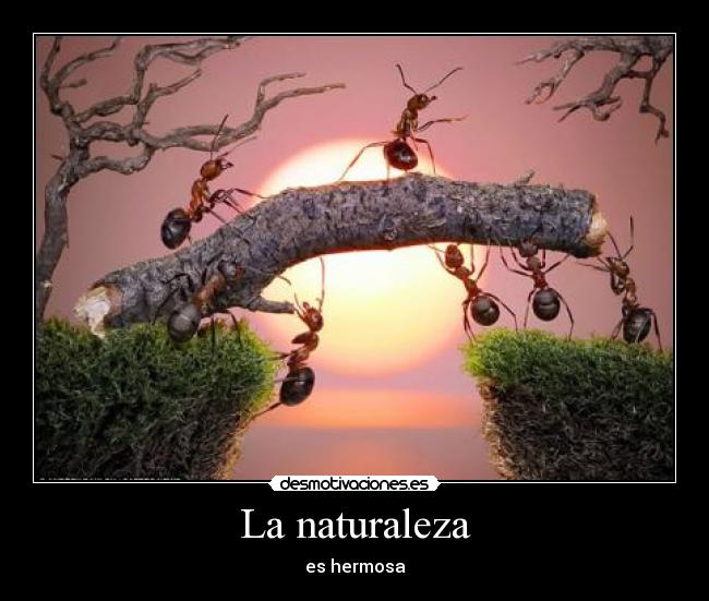 La naturaleza -