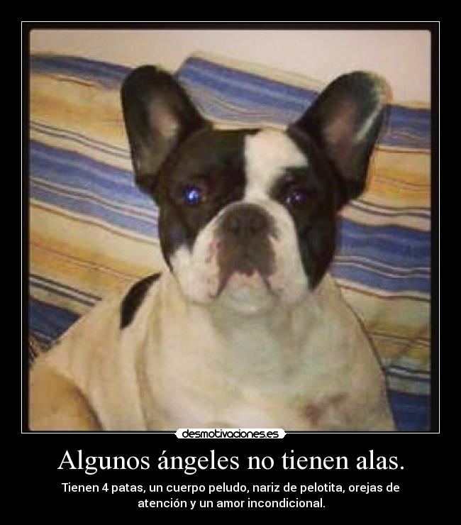 Algunos ángeles no tienen alas. - Tienen 4 patas, un cuerpo peludo, nariz de pelotita, orejas de
atención y un amor incondicional.
