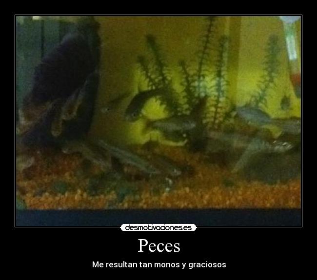 carteles peces desmotivaciones