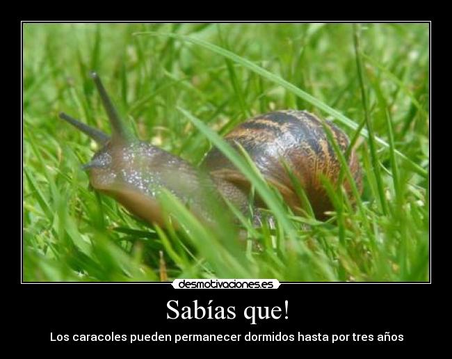 Sabías que! - Los caracoles pueden permanecer dormidos hasta por tres años