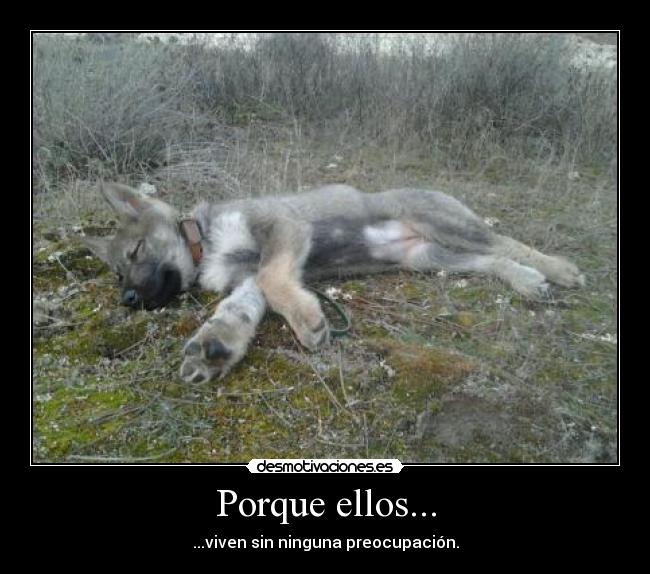 Porque ellos... - ...viven sin ninguna preocupación.