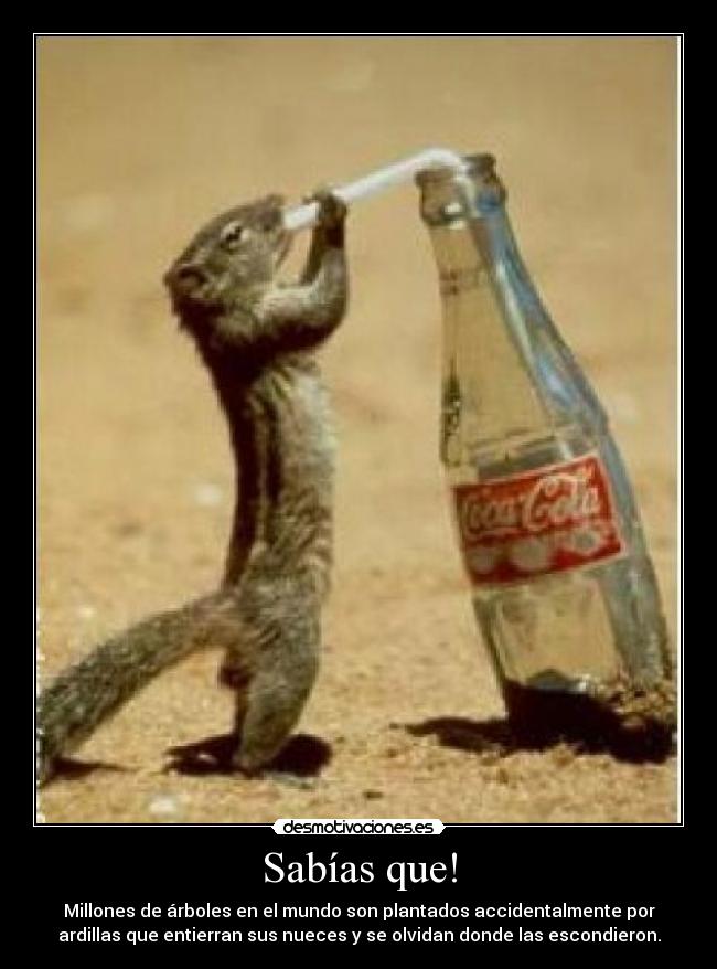 carteles sabias que ardillas ayuda animal nueces basta con los laboratorios animales desmotivaciones