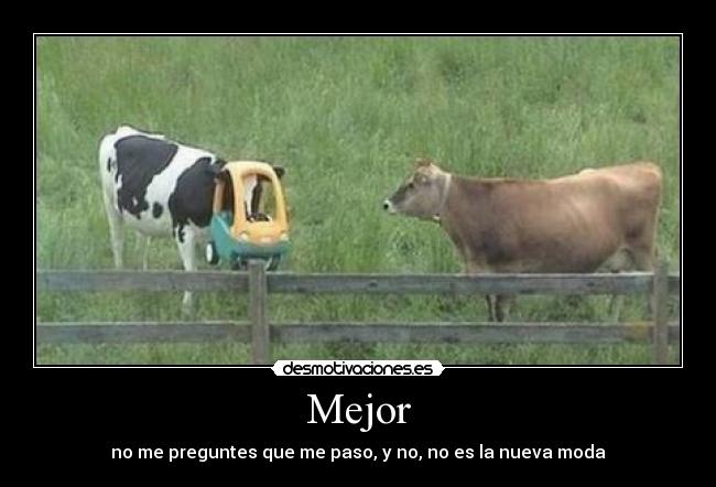 carteles vaca desmotivaciones