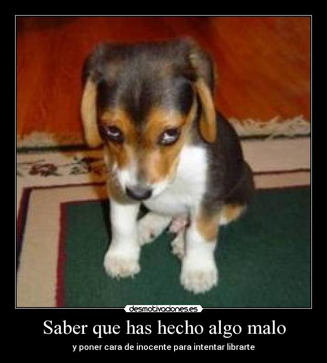 carteles pobre perrtito desmotivaciones