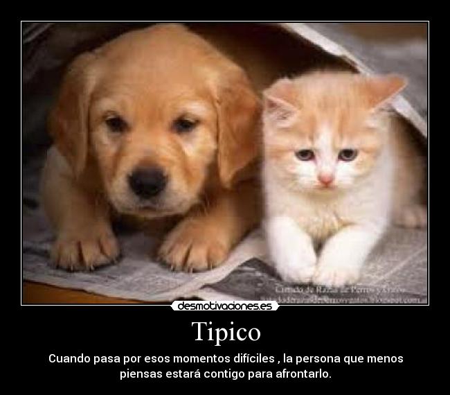 Tipico -
