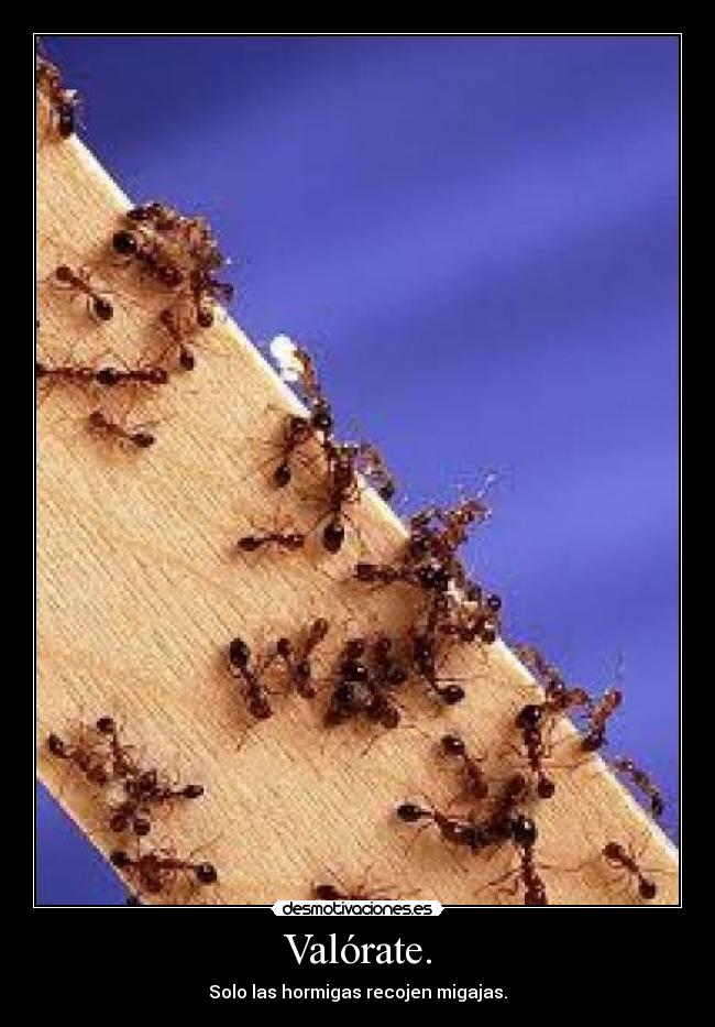 Valórate. - Solo las hormigas recojen migajas.