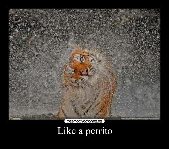 Like a perrito -