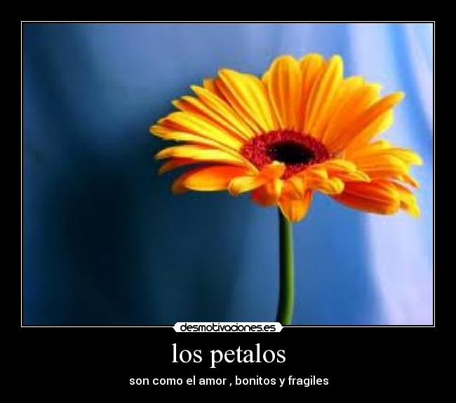 los petalos - son como el amor , bonitos y fragiles