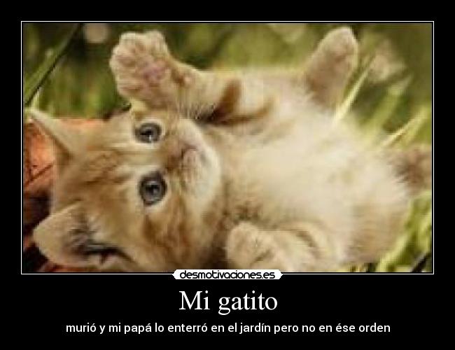 Mi gatito -