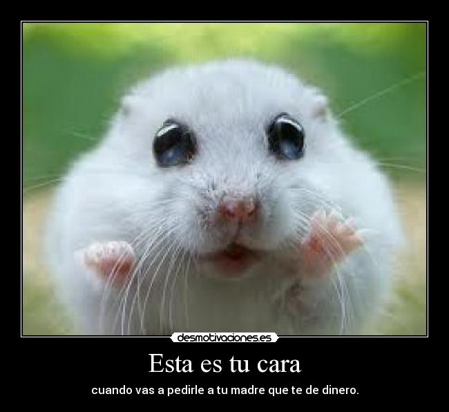 carteles hamster graciosos desmotivaciones