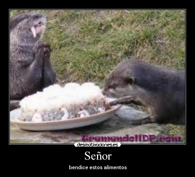 Señor - bendice estos alimentos