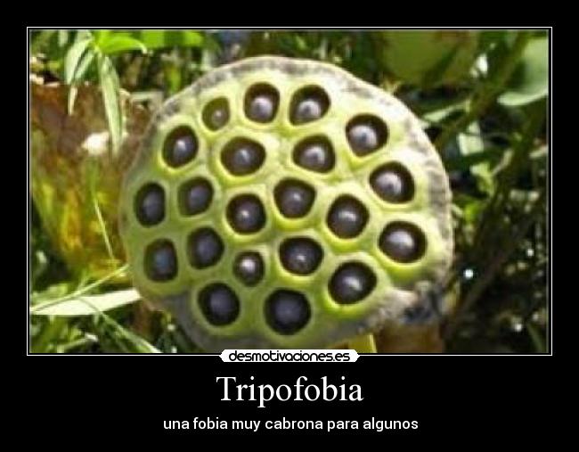 Tripofobia - una fobia muy cabrona para algunos