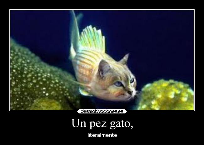 Un pez gato, -