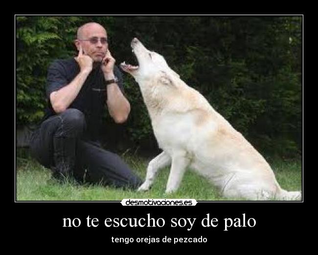 no te escucho soy de palo - tengo orejas de pezcado