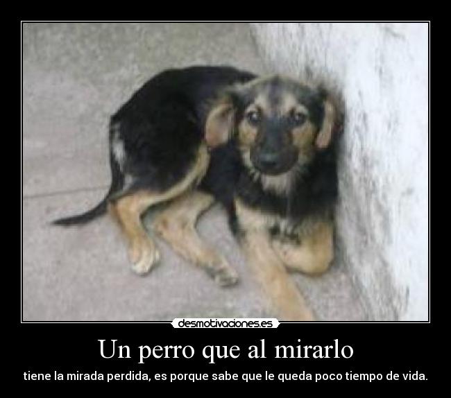 Un perro que al mirarlo - 