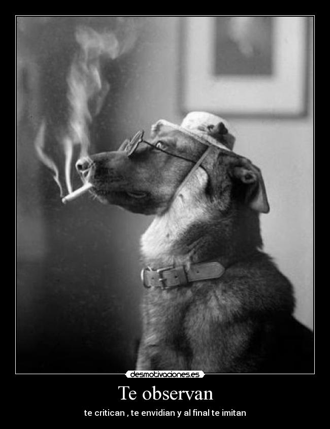 Te observan - te critican , te envidian y al final te imitan