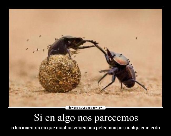 Si en algo nos parecemos - a los insectos es que muchas veces nos peleamos por cualquier mierda