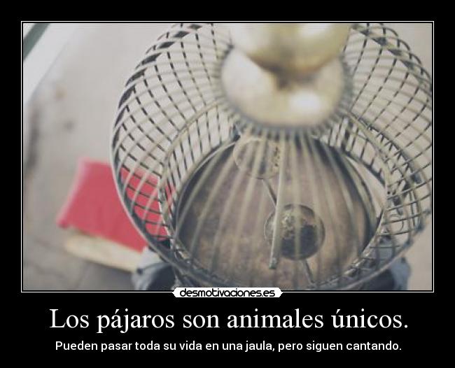 Los pájaros son animales únicos. - 