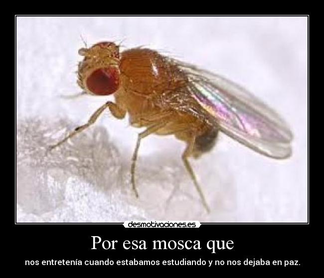 Por esa mosca que - nos entretenía cuando estabamos estudiando y no nos dejaba en paz.