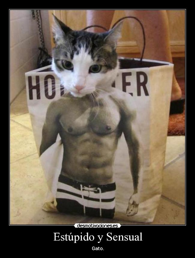 carteles gatosexual desmotivaciones