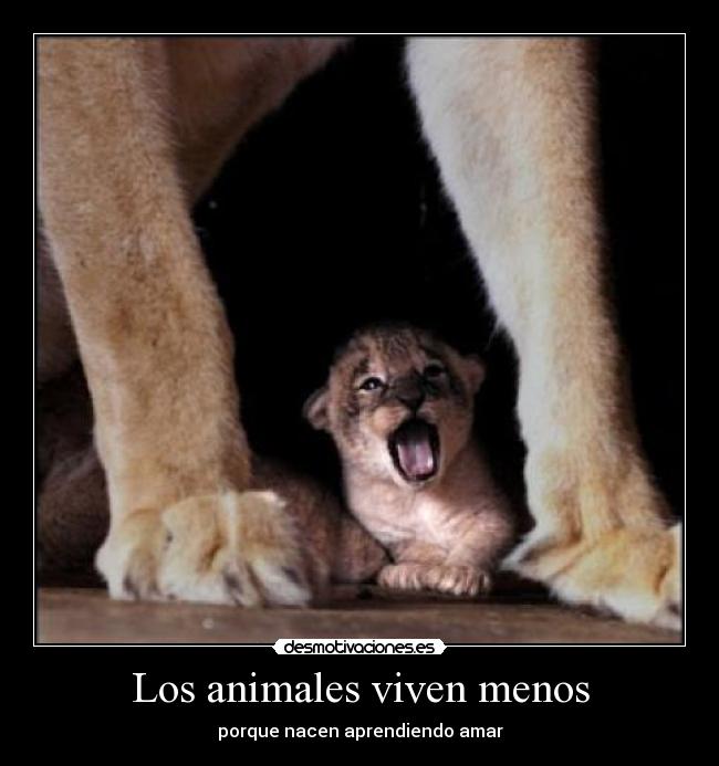 Los animales viven menos -