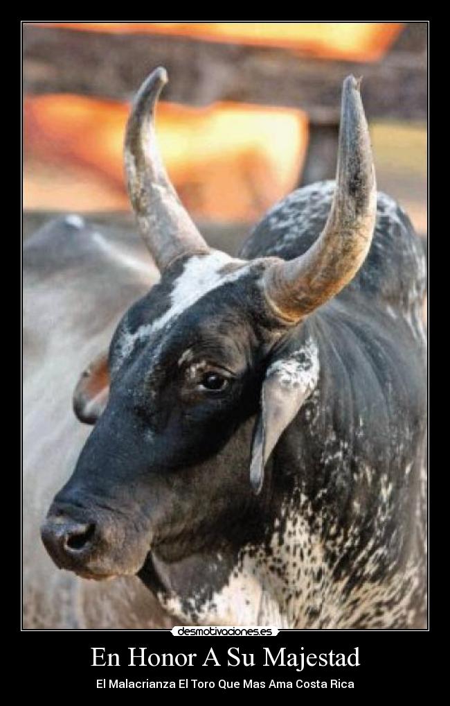 En Honor A Su Majestad - El Malacrianza El Toro Que Mas Ama Costa Rica