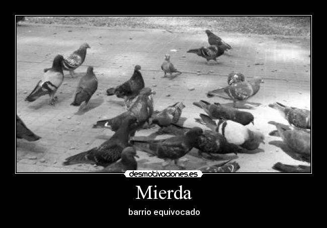 Mierda - barrio equivocado