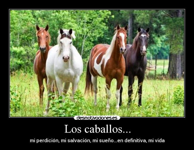 Los caballos... -