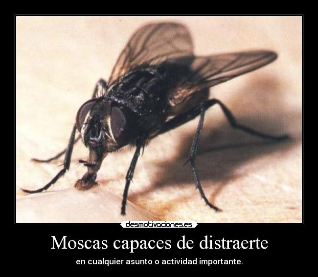 Moscas capaces de distraerte - en cualquier asunto o actividad importante.