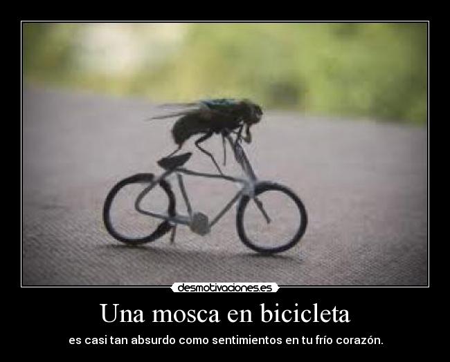 Una mosca en bicicleta -