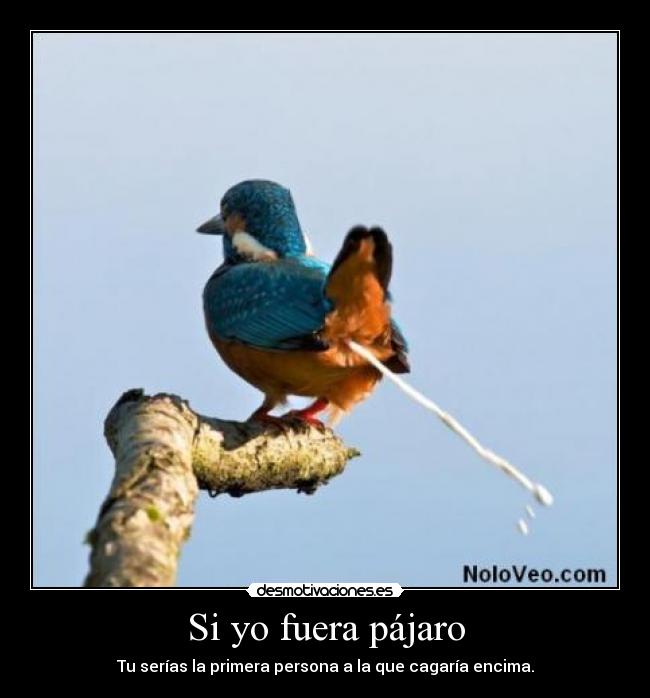Si yo fuera pájaro - Tu serías la primera persona a la que cagaría encima.