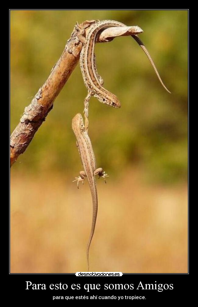 Para esto es que somos Amigos -