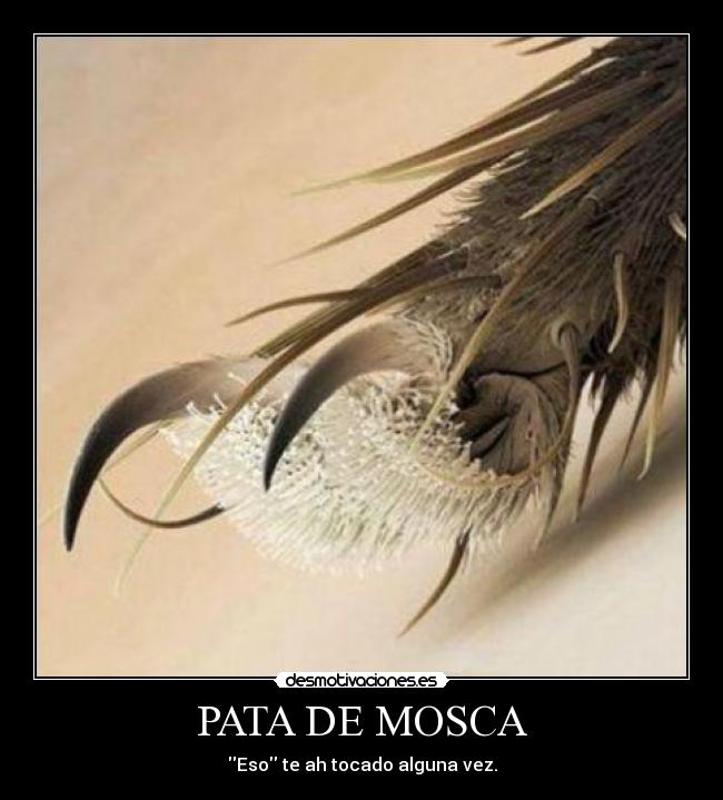 PATA DE MOSCA - Eso te ah tocado alguna vez.